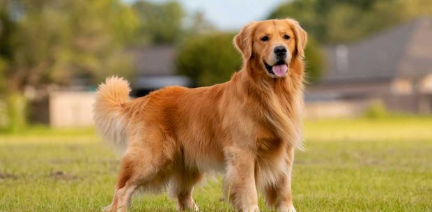 Evcil Dostlarınız İçin Köpek Otelleri