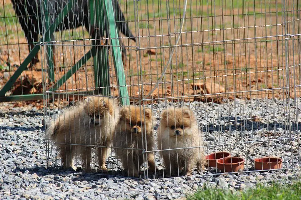 köpek oteli kağıthane