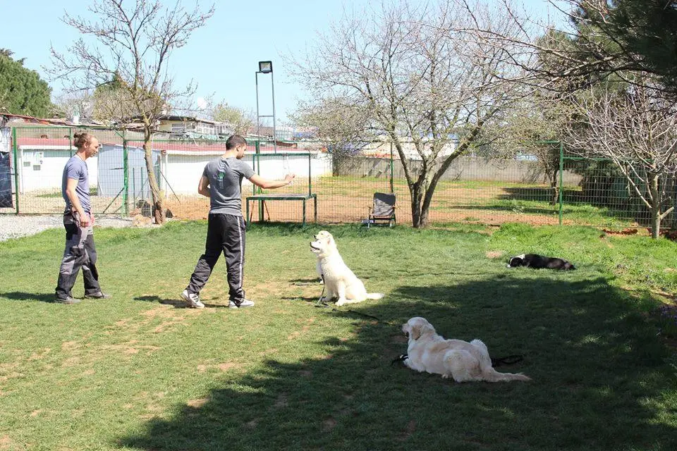 köpek eğitimi evde nasıl verilir