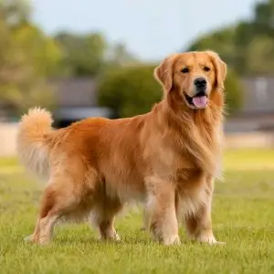 Evcil Dostlarınız İçin Köpek Otelleri