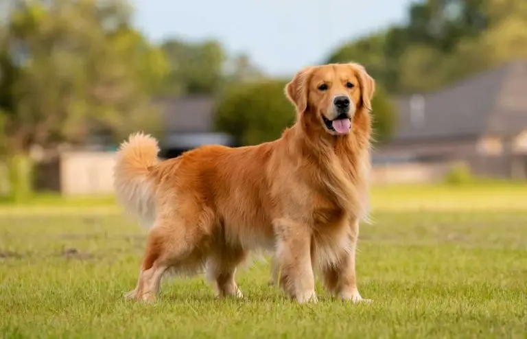 Evcil Dostlarınız İçin Köpek Otelleri